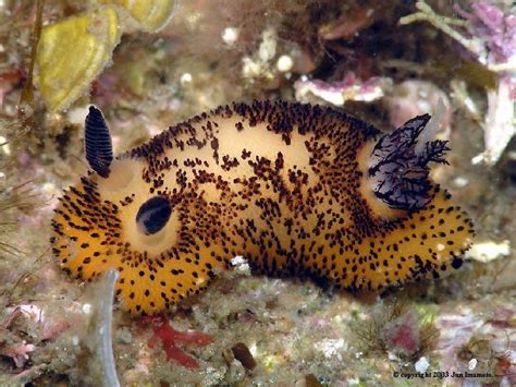 lintah kelinci laut  Lintah adalah kelompok hewan dalam keluarga cacing beruas ( Annelida) yang berbadan pipih serta memiliki alat pengisap darah di ujung kepala dan ujung ekornya