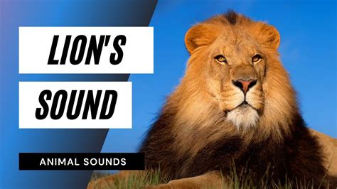 lion sound test Background