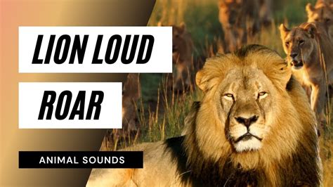 lion sound test  Angry Beast