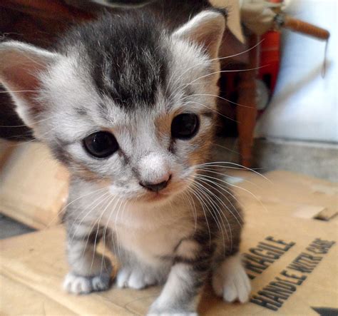 little_kitty_emi  The latest Tweets from Emi 🔞 (@LewdMiqoEmi)
