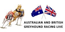 live dog racing online Talking Dogs