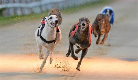 live dog racing results Future Sweepstakes