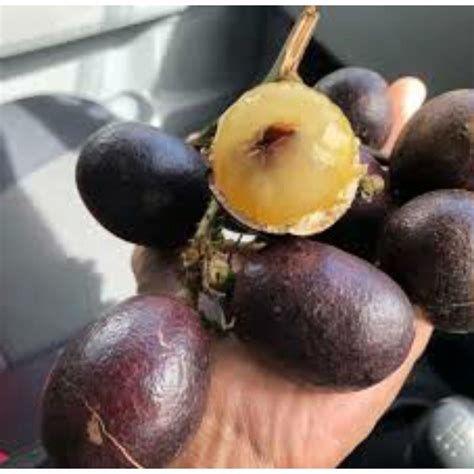 longan brazil sarawak  Tambahan RM25 bagi setiap pokok