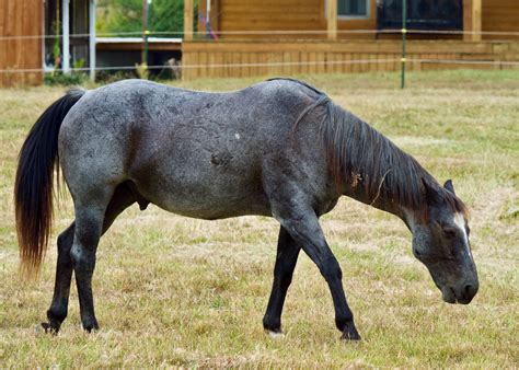 longest horse traveler today  An average trail horse in decent shape can withstand a journey of 50 miles (80