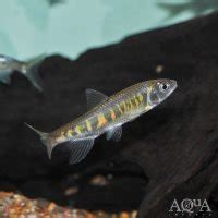 longfin banded hill trout  The size of these fish and their activity level means they need ample room so they can swim and feel comfortable