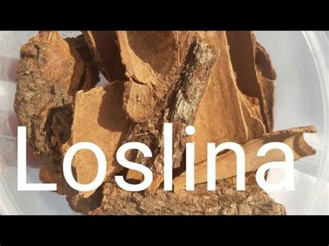 loslina tree Rosalina, botanical name Melaleuca ericifolia is an Australian plant that is referred to as lavender tea tree, and has similar properties to Eucalyptus Oil, although it is considered safer