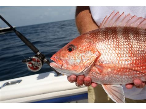 louisiana saltwater fishing report Hopedale, Louisiana - Saltwater Fishing Report