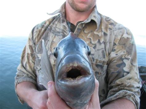 louisiana sheepshead limit  The key is to keep the bait as close as possible to the piling