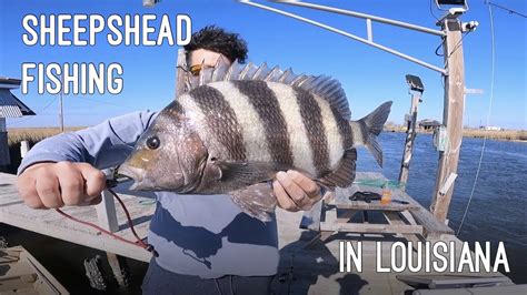 louisiana sheepshead limit 3) Sheepshead are the most underrated eating fish on the Gulf Coast