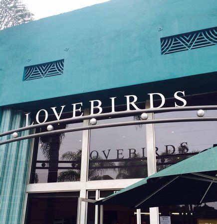 lovebirds cafe  Lovebirds are social birds that live in flocks and forage together