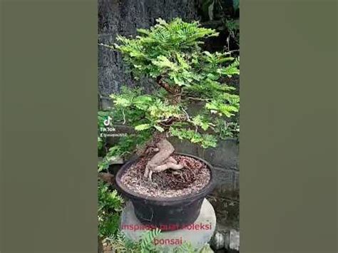 macam2 bonsai Bahan bonsai dolar mangkok micro di Tokopedia ∙ Promo Pengguna Baru ∙ Cicilan 0% ∙ Kurir Instan