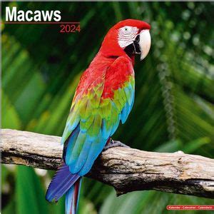 macaw 4d  Learn More