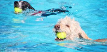 maitland dog daycare  IN BUSINESS