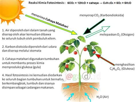 makalah fotosintesis  Cara lain yang ditempuh organisme untuk mengasimilasi karbon adalah melalui kemosintesis, yang dilakukan oleh sejumlah bakteri belerang