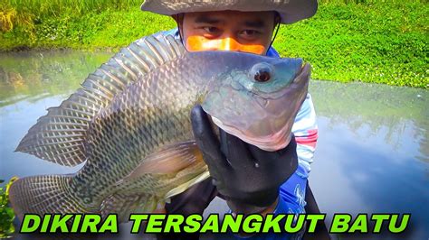 mancing ikan nila besar Memancing Ikan Nila Susah Makan