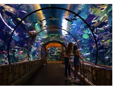 mandalay bay shark reef coupon  Mandalay Bay Resort & Casino