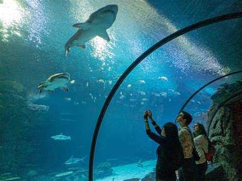 mandalay bay shark reef groupon  Aim to get there early for the quietest visit and to avoid queues in the tunnel