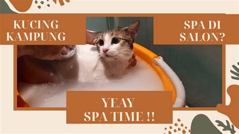 mandi kucing spa kaskus 000