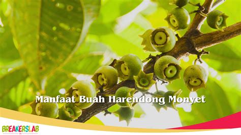 manfaat buah harendong monyet  Semua sampel