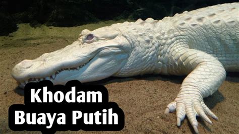 manfaat khodam buaya putih <b>gnay arua ikilimem akereM </b>