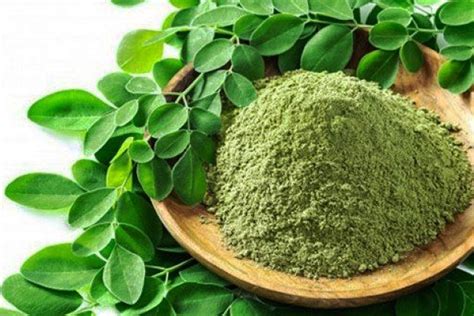 manfaat moringa Kandungan protein dalam biji kelor (Moringa oleifera) yaitu polielektrolit kationik yang merupakan koagulan alami yang mampu meningkatkan kualitas air limbah industri tekstil kulit