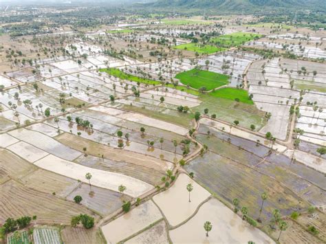 manfaat ulin  Kayu ulin memiliki nilai ekonomi yang tinggi, kayu yang mendapat julukan sebagai kayu besi ini memang nggak diragukan lagi nilainya