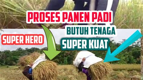 mantra panen padi Luas panen padi pada 2022 mencapai sekitar 10,45 juta hektar, mengalami kenaikan sebanyak 40,87 ribu hektar atau 0,39 persen dibandingkan luas panen padi di 2021 yang sebesar 10,41 juta hektar