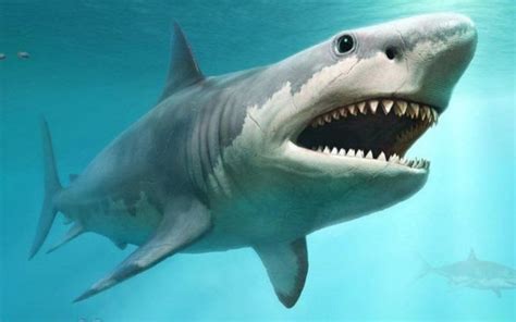 megalodon tertangkap satelit  Le mégalodon ; un redoutable requin, a parcouru les océans, en effrayant (et dévorant) tout le monde sur son passage