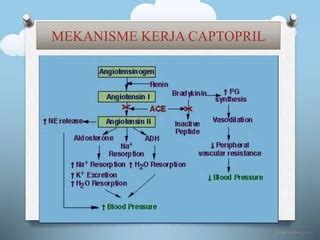 mekanisme kerja captopril  Kelenjar parotis akan menghasilkan saliva encer sebanyak 95% dan kelenjar submandibula akan menghasilkan saliva sepertiBerdasarkan pekerjaan, pekerjaan yang paling banyak pada responden adalah sebagai petani, yaitu 18 orang (42