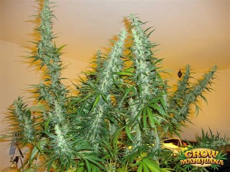 mekong high strain Sativa 75 / Indica 25 Origins - undisclosed Vietnamese / Laotian strains Flowering - 56-63 days Mekong High is a soaring retro sativa high that captures the glory of sativas of old