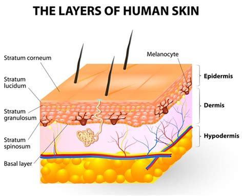 melanocinese  They produce melanin, the natural pigment that gives skin its color