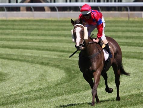 melbourne cup 2020 favourite horses  It couldn’t have been gone much worse for race favourite Tiger Moth, who drew gate number 23