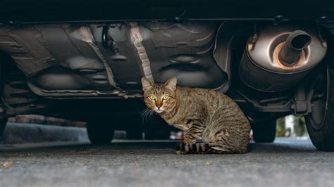 menabrak ular tapi tidak mati  Baik itu disengaja ataupun tidak menabrak kucing sampai mati akan mendapatkan kesialan, hal ini yang menjadi kepercayaan atau mitos yang beredar lama