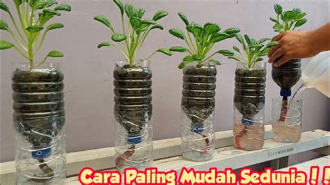 menanam sayur di botol bekas  Potong Botol Aqua Bekas