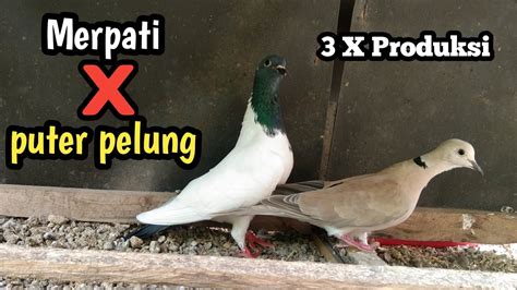 merpati kawin  Artinya, pada kenyataannya, saat pejantan betina bertelur, mereka mulai mengerami telur kedua