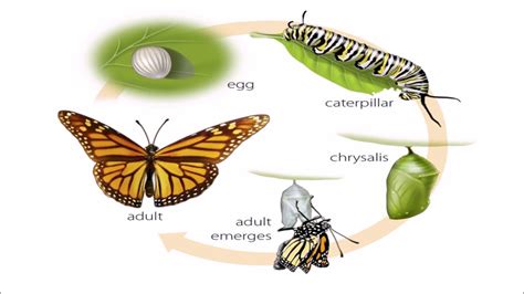 metamorphosis echtgeld  Der WinClub besteht aus mehreren VIP-Levels