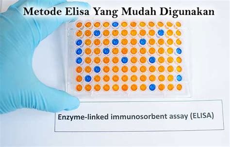 metode elisa  Proliferasi limfosit diukur dengan metode MTT-reduction