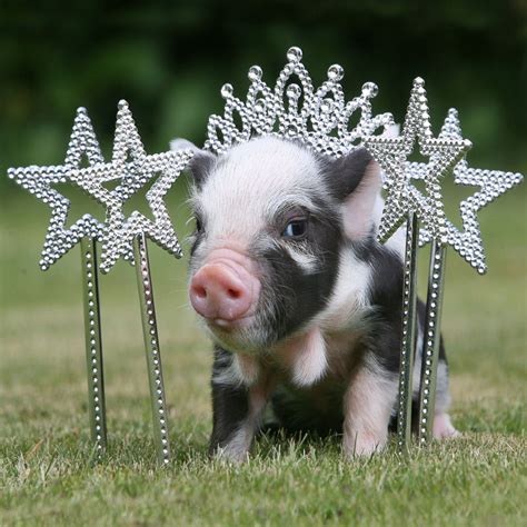micro pig The pot-bellied breed is a naturally small breed and was commonly used for crossbreeding