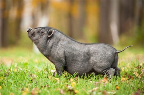 micro pig cost  A pet pig can live up to 20 years, as long as it’s treated with proper care