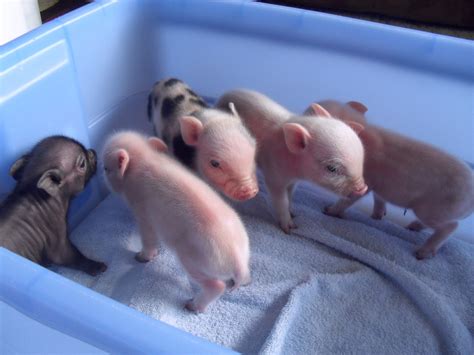 micro teacup pig  If they grow more than that, then they can be referred as potbellied pigs, of which most owners find it