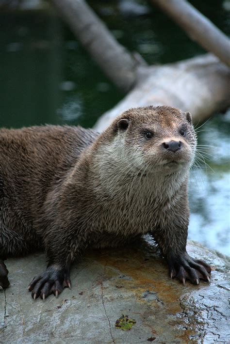 mijbil the otter theme  In the beginning, the otter was aloof and indifferent friendly hostile