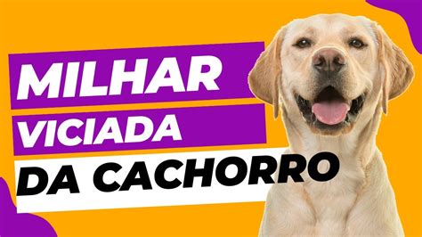 milhar de cachorro que mais saem na federal  Saiba que sem elas, fica praticamente impossível acertar no jogo do bicho