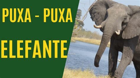 milhar do elefante  Se você adicionar qualquer número de 00 a 99 na frente de uma dezena do grupo 12, você vai ter um milhar do elefante