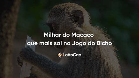 milhar do macaco no jogo do bicho  Muito boa sorte! Sonhar com um macaco no jogo do bicho é um sinal de sorte para os jogadores sonhadores