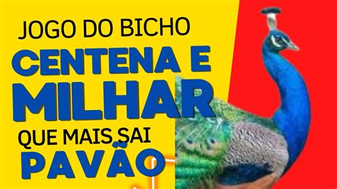 milhar do pavão  Muito boa sorte! Atualizar tela de palpites