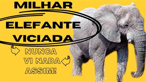 milhar viciada elefante 