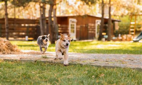 mimpi anak anjing masuk rumah  Ada sesuatu dalam hidup Anda yang membutuhkan perhatian Anda