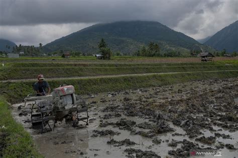 mimpi bajak sawah ,