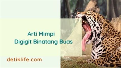 mimpi binatang buas  Mimpi digigit buaya bisa jadi pertanda hoki