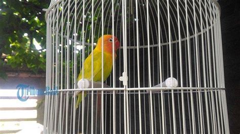 mimpi burung keluar dari sangkar  Kebebasan ini dapat menandakan bahwa seseorang telah berhasil keluar dari hubungan toxic atau terbebas dari sesuatu yang membatasinya